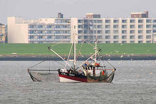 0478 Fischkutter mit Netzen auf der Nordsee vor Cuxhaven. Im Hintergrund eine Wohnanlage mit Ferienwohnungen hinter dem Deich.