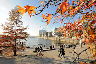 3108 Herbst in der Hansestadt Hamburg - Herbstbäume an den Marco-Polo-Terrassen in der Hamburger Hafencity am Grasbrookhafen. Im Hintergrund die Baustelle der Elbphilharmonie.