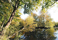0294 Herbstbäume am Rodenbeker Teich in Hamburg Bergstedt