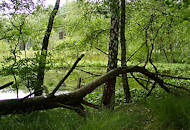 P8050050 umgestürzter Baum im Duvenstedter Brook - Naturschutz in Hamburg - Hamburgs grösstes Naturschutzgebiet.