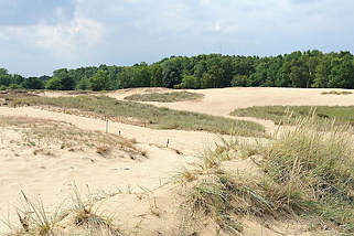 5606 Dünenlandschaft in der Boberger Niederung - der Sand wird von Strandhafer gehalten - im Hintergrund Bäume der Boberger Niederung im Hamburger Stadtteil Lohbrügge im Bezirk Hamburg Bergedorf.