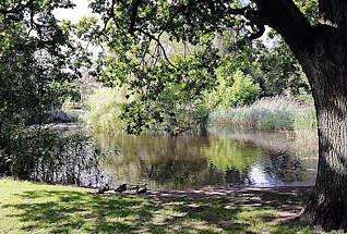 6549 Hamburg Marienthal - Bei der Marienanlage - Grünanlage mit Teich - Enten sitzen am Ufer unter einer dicken Eiche.