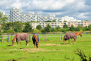 8329 Pferdewiese mit grasenden Pferden im Hamburger Stadtteil Osdorf - im Hintergrund Hochhäuser / Wohnhäuser am Osdorfer Born.