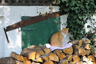 8419 Holzstapel vor dem Haus - eine Katze sitzt auf dem geschichteten Feuerholz. Eine Zweimann Schrotsäge hängt an der Hauswand.