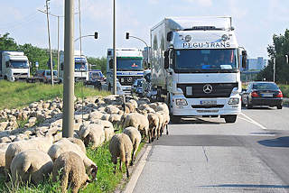 7032 Schafe weiden an einem Deich von Hambug Wilhelmsburg - Lastwagen fahren auf der Strasse.