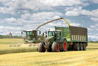 9162 Kornernte in Altfresenburg - Bad Oldesloe; der Mähdrescher fährt durch das Kornfeld; die Erntemaschine mäht und drischt das Korn, dann wird die Ernte direkt auf den daneben fahrenden Traktoranhänger abgetankt.