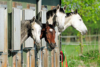 0698 Pferde stecken ihre Köpfe aus einer Stallung in Haselau, Kreis Pinneberg.