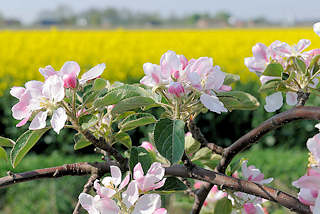 0872 Blüten blühender Apfelbäume - Apfelblüten; im Hintergrund ein gelbes Rapsfeld / Rapsblüte im Frühling.