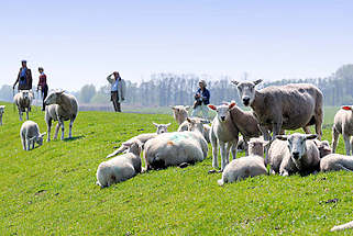 1062 Spaziergänger und Schafe auf dem Elbdeich an der Haseldorfer Binnenelbe; die Schafe liegen mit ihren Lämmern in der Sonne.