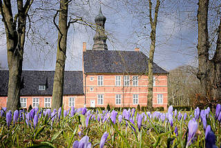 0789 Krokusblüte beim Husumer Schloss - Lilafarbene Krokusse, im Hintergrund das Husumer Schloss.