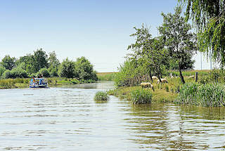 5596 Landschaft an den Ufern der Krückau - Schafe weiden im dichten Gras, ein Sportboot fährt flussabwärts.