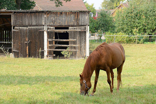 3157 Pferdewiese im Ortskern von Maschen; grasendes Pferd - im Hintergrund ein verfallener Holzschuppen.